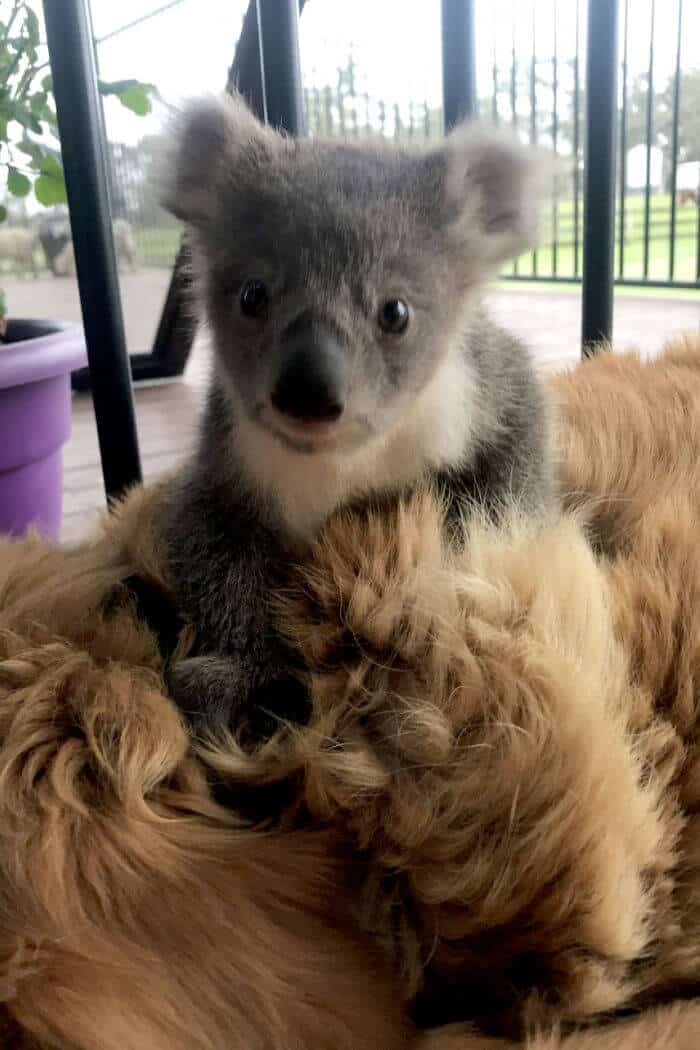 sabiaspalavras.com - Golden Retriever surpreende donos ao salvar um coala bebé perdido
