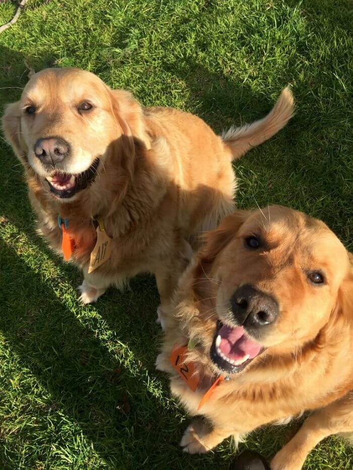 sabiaspalavras.com - Golden Retriever surpreende donos ao salvar um coala bebé perdido