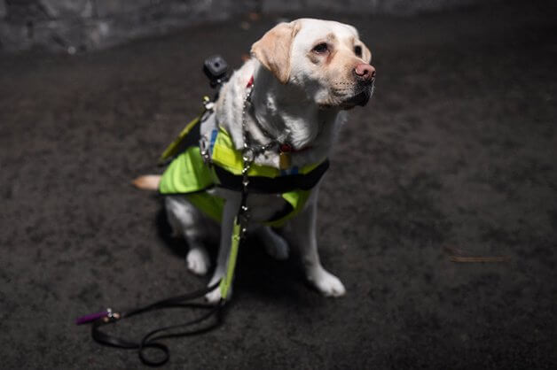 sabiaspalavras.com - Homem cego coloca GoPro no seu cão-guia para registar as dificuldades que passa todos os dias