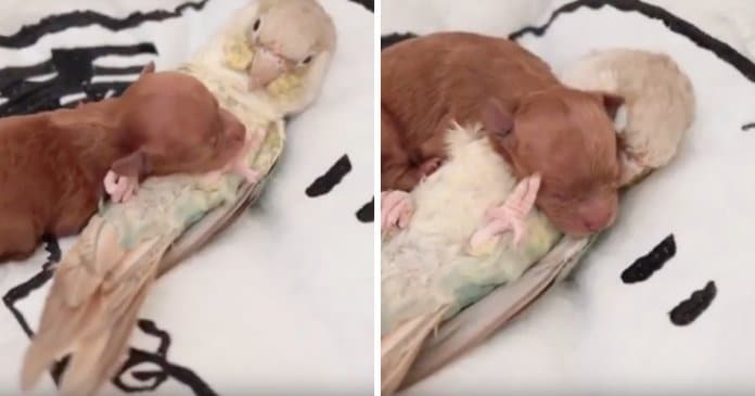 Papagaio fica quieto enquanto pequeno cachorrinho se aconchega no seu peito