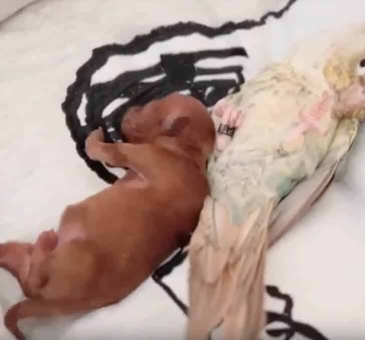 sabiaspalavras.com - Papagaio fica quieto enquanto pequeno cachorrinho se aconchega no seu peito