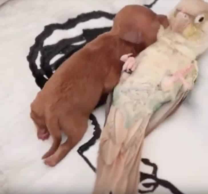 sabiaspalavras.com - Papagaio fica quieto enquanto pequeno cachorrinho se aconchega no seu peito