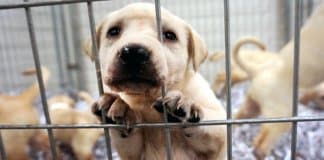 Uma nova lei exige que lojas de animais vendam apenas animais resgatados de abrigos