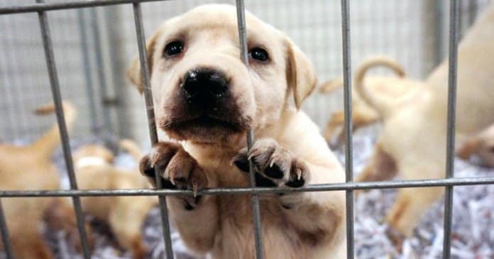 Uma nova lei exige que lojas de animais vendam apenas animais resgatados de abrigos