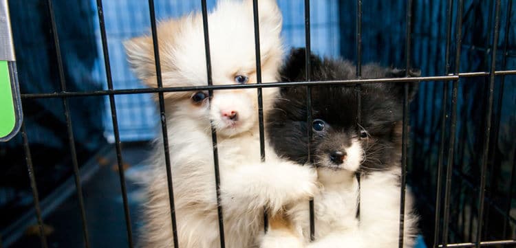 sabiaspalavras.com - Uma nova lei exige que lojas de animais vendam apenas animais resgatados de abrigos