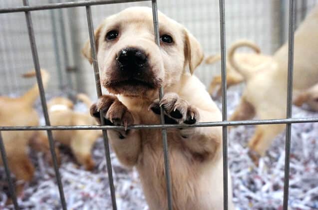 sabiaspalavras.com - Uma nova lei exige que lojas de animais vendam apenas animais resgatados de abrigos