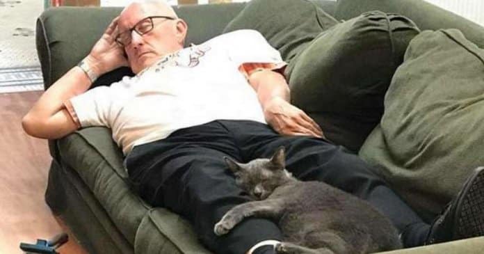Voluntário em abrigo de gatos acaba sempre por adormecer no sofá, e os gatinhos adoram