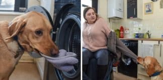 Cachorro de apoio ajuda a sua dona até a colocar a roupa a lavar