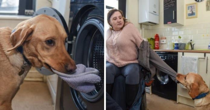 Cachorro de apoio ajuda a sua dona até a colocar a roupa a lavar
