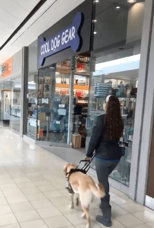 sabiaspalavras.com - Cão-guia leva dona a loja de animais sem ela perceber sempre que vão ao shopping