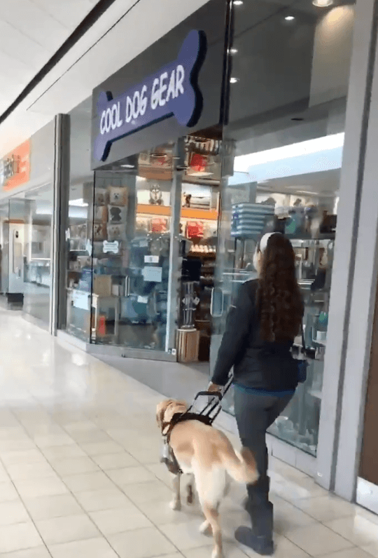 Resultado de imagem para pet shop em shopping