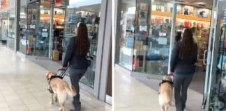 Cão-guia leva dona a loja de animais sem ela perceber sempre que vão ao shopping