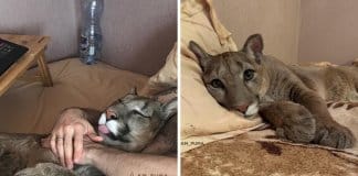 Puma resgatado de zoo vive como um gato doméstico mimado