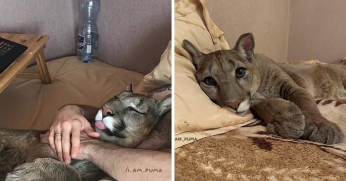 Puma resgatado de zoo vive como um gato doméstico mimado
