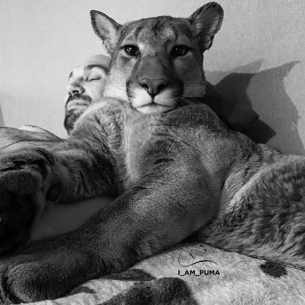 sabiaspalavras.com - Puma resgatado de zoo vive como um gato doméstico mimado