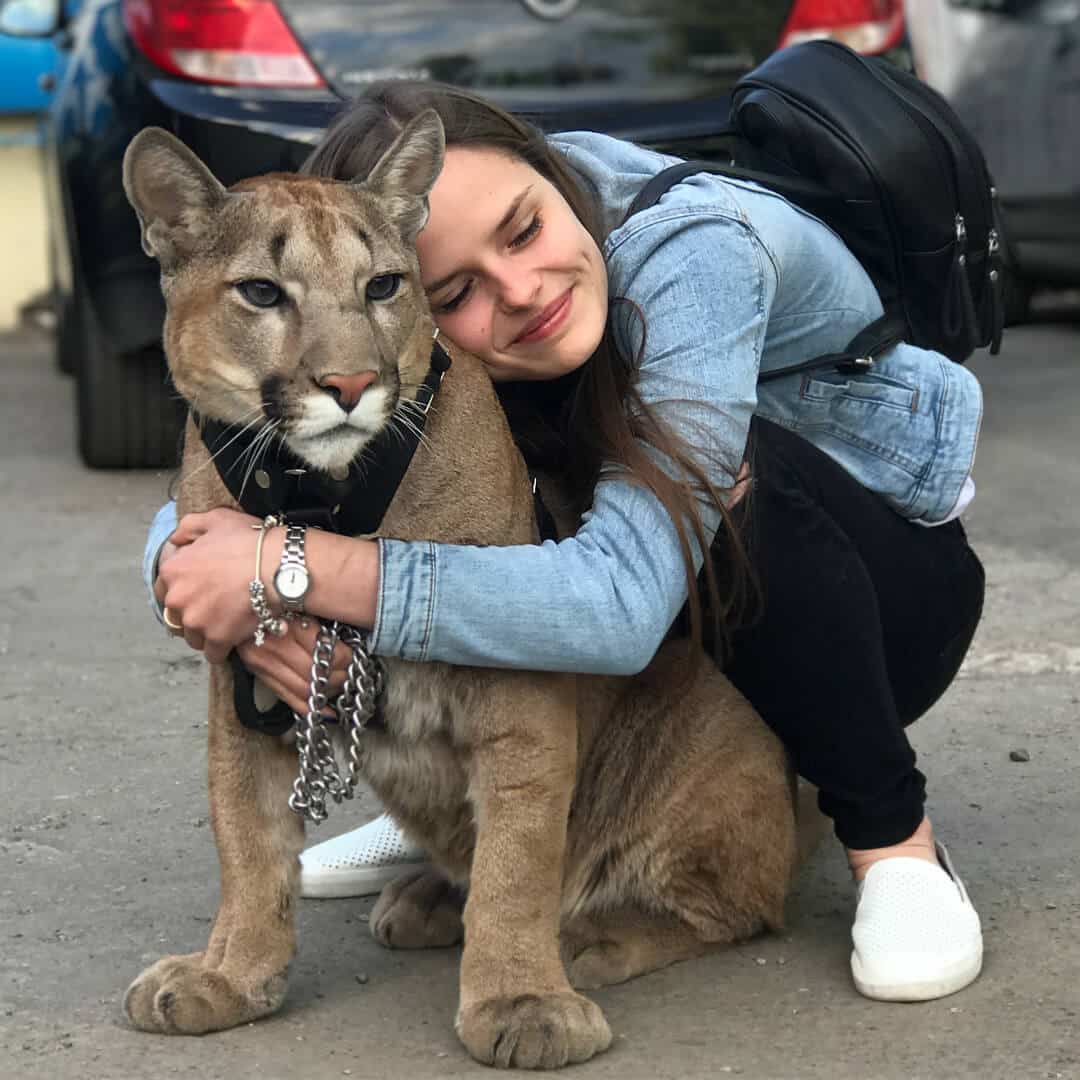 sabiaspalavras.com - Puma resgatado de zoo vive como um gato doméstico mimado
