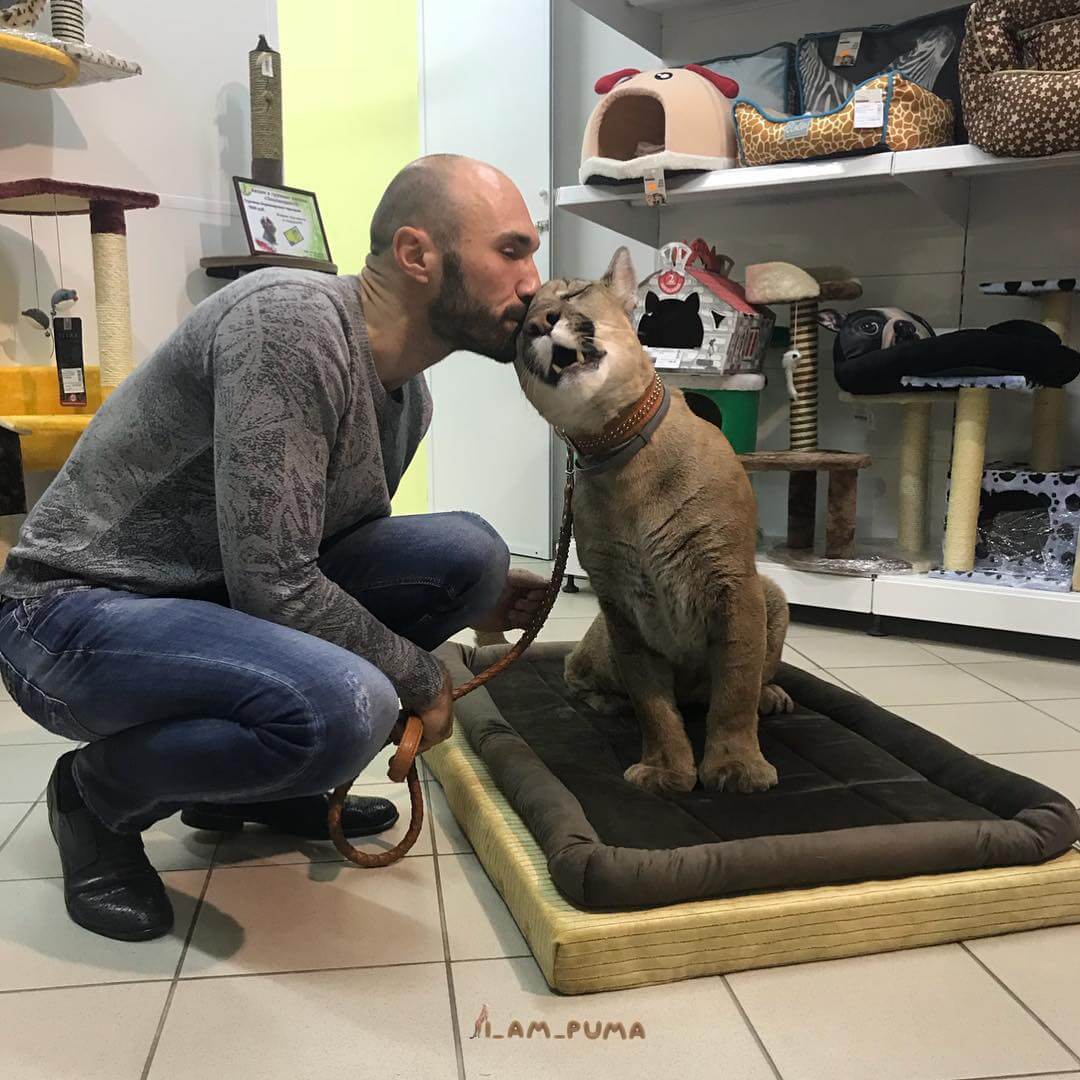 sabiaspalavras.com - Puma resgatado de zoo vive como um gato doméstico mimado