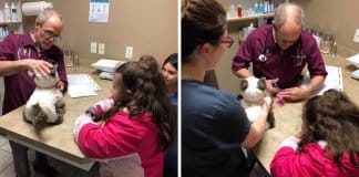 Veterinário trata gato de peluche “doente” de menina autista