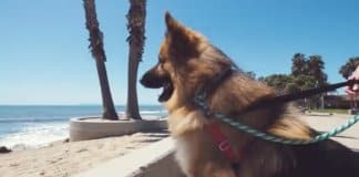 Cachorro abandonado tem reacção adorável ao ver oceano pela primeira vez