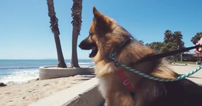 Cachorro abandonado tem reacção adorável ao ver oceano pela primeira vez