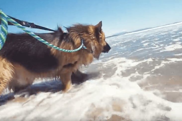sabiaspalavras.com - Cachorro abandonado tem reacção adorável ao ver oceano pela primeira vez