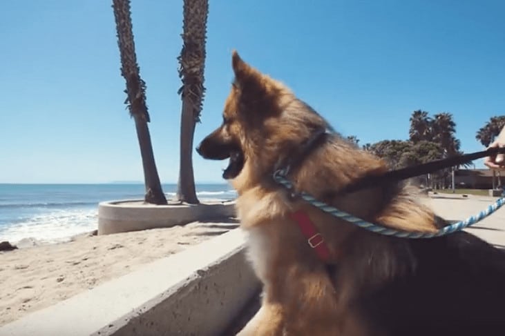 sabiaspalavras.com - Cachorro abandonado tem reacção adorável ao ver oceano pela primeira vez