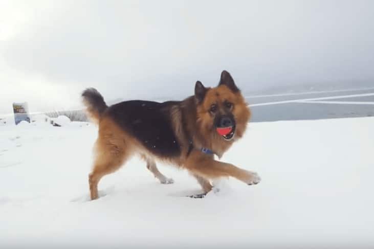 sabiaspalavras.com - Cachorro abandonado tem reacção adorável ao ver oceano pela primeira vez