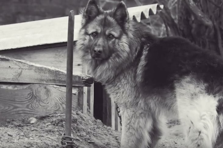 sabiaspalavras.com - Cachorro abandonado tem reacção adorável ao ver oceano pela primeira vez