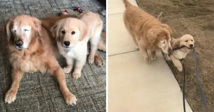 cachorro-idoso-cego-ganha-o-seu-proprio-cao-guia-e-recupera-a-vontade-de-viver Cachorro idoso cego ganha o seu próprio “cão-guia” e recupera a vontade de viver