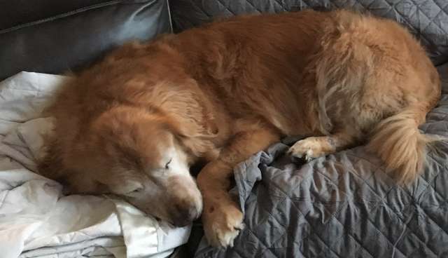 sabiaspalavras.com - Cachorro idoso cego ganha o seu próprio "cão-guia" e recupera a vontade de viver