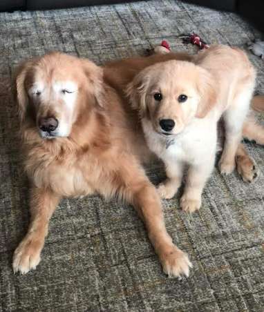 sabiaspalavras.com - Cachorro idoso cego ganha o seu próprio "cão-guia" e recupera a vontade de viver
