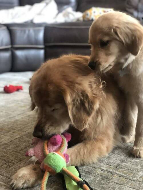 sabiaspalavras.com - Cachorro idoso cego ganha o seu próprio "cão-guia" e recupera a vontade de viver