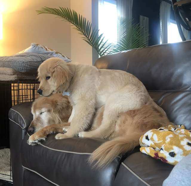 sabiaspalavras.com - Cachorro idoso cego ganha o seu próprio "cão-guia" e recupera a vontade de viver