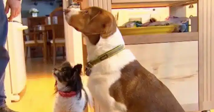 cachorros-ligam-16-vezes-para-linha-de-emergencia-para-terem-atencao Cachorros ligam 16 vezes para linha de emergência para terem atenção