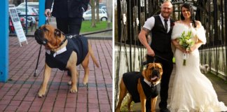 Casal antecipa casamento para que cachorro com doença terminal possa participar