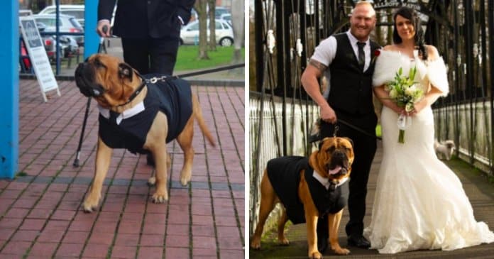 casal-antecipa-casamento-para-que-cachorro-com-doenca-terminal-pudesse-participar Casal antecipa casamento para que cachorro com doença terminal possa participar