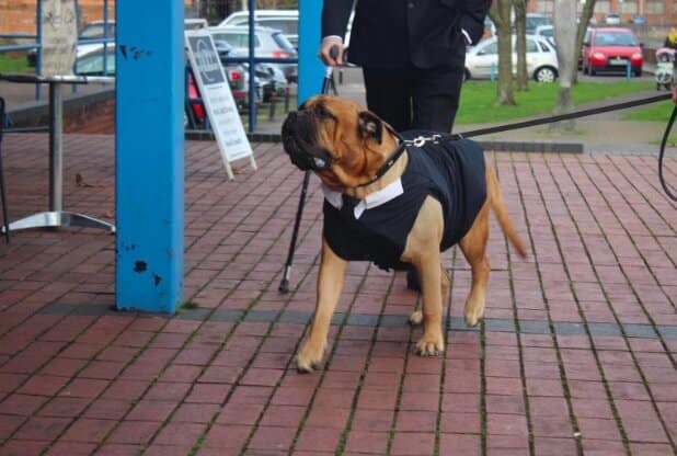 sabiaspalavras.com - Casal antecipa casamento para que cachorro com doença terminal possa participar