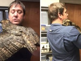 Coruja não pára de abraçar o homem que a salvou após acidente de carro