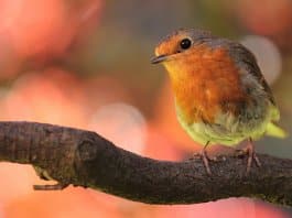 Índia é o primeiro país a proibir pássaros em gaiolas