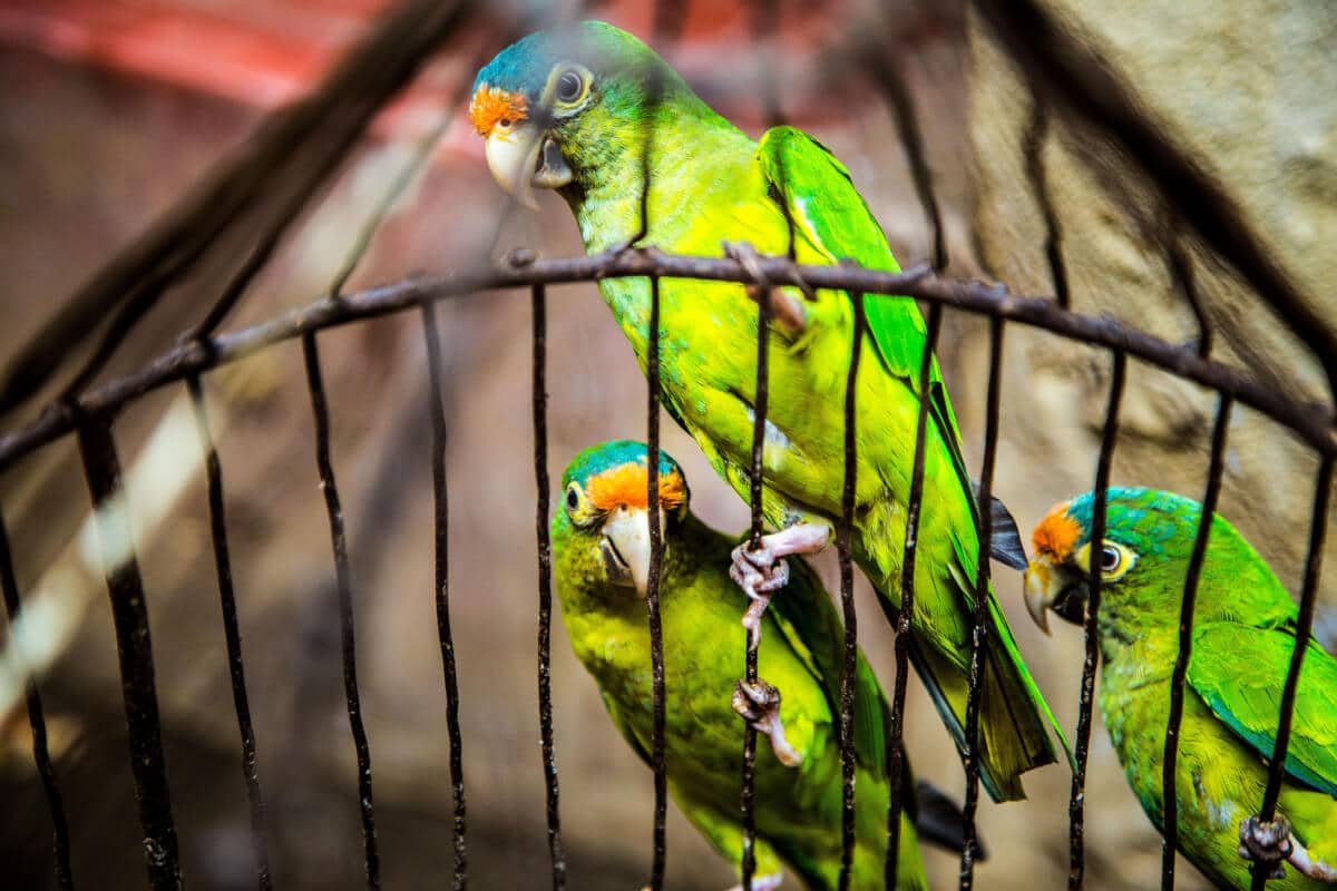 sabiaspalavras.com - Índia é o primeiro país a proibir pássaros em gaiolas