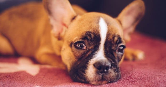 Quem chuta ou maltrata um animal é alguém que ainda não aprendeu a amar