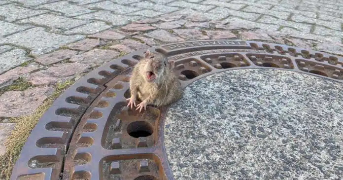 rata-gordinha-e-salva-apos-ficar-entalada-numa-tampa-de-esgoto Rata “gordinha” é salva após ficar entalada numa tampa de esgoto