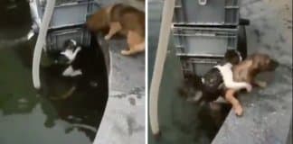 Arriscando a própria vida, cachorro atira-se a lago para salvar gato de se afogar