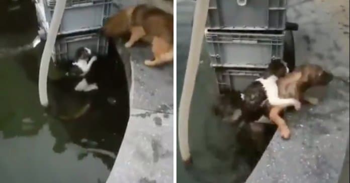 Arriscando a própria vida, cachorro atira-se a lago para salvar gato de se afogar