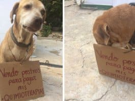 Cachorro com câncer consegue pagar quimioterapia ao vender bolos