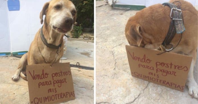 Cachorro com câncer consegue pagar quimioterapia ao vender bolos