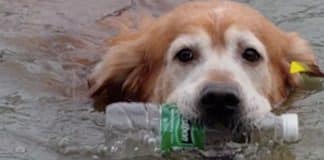 Cachorro dá exemplo e retira mais de 2000 garrafas de plástico de rio na China