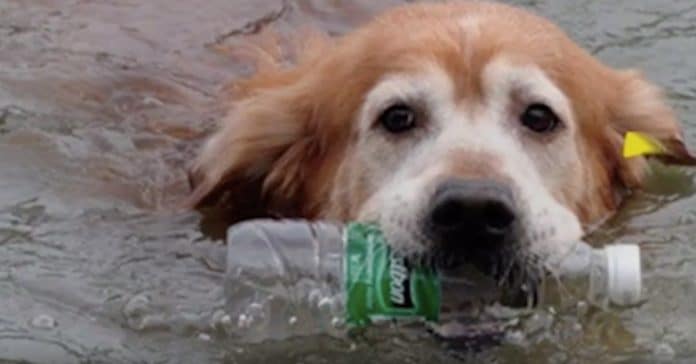 Cachorro dá exemplo e retira mais de 2000 garrafas de plástico de rio na China