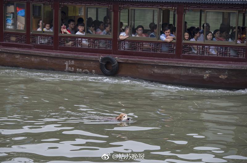 sabiaspalavras.com - Cachorro dá exemplo e retira mais de 2000 garrafas de plástico de rio na China