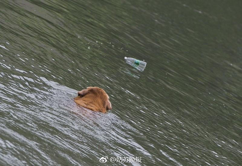 sabiaspalavras.com - Cachorro dá exemplo e retira mais de 2000 garrafas de plástico de rio na China